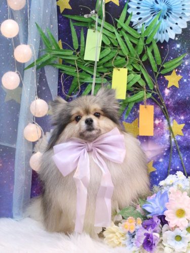 20250708コテツくん